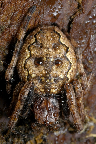 wielwebspin (zygiella x-notata)