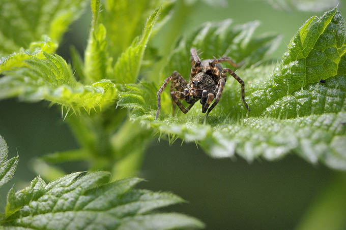 wolfspin (pardosa sp.) 0041