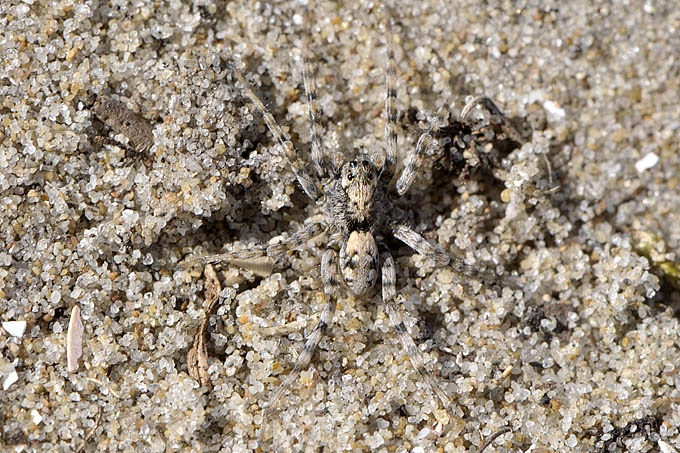zandwolfspin (arctosa perita) 3211