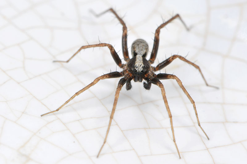 zwartstaartboswolfspin (p[ardosa lugubris) 6-2013 6555