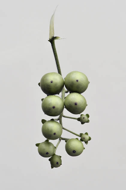 attack of the killer tomatoes