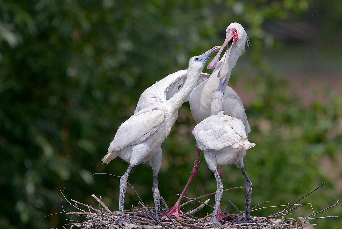 Afrikaanse lepelaar (Platalea alba) 7-2017 2899