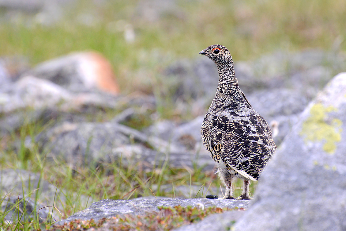 Alpensneeuwhoen (Lagopus muta) 7-2018 6224