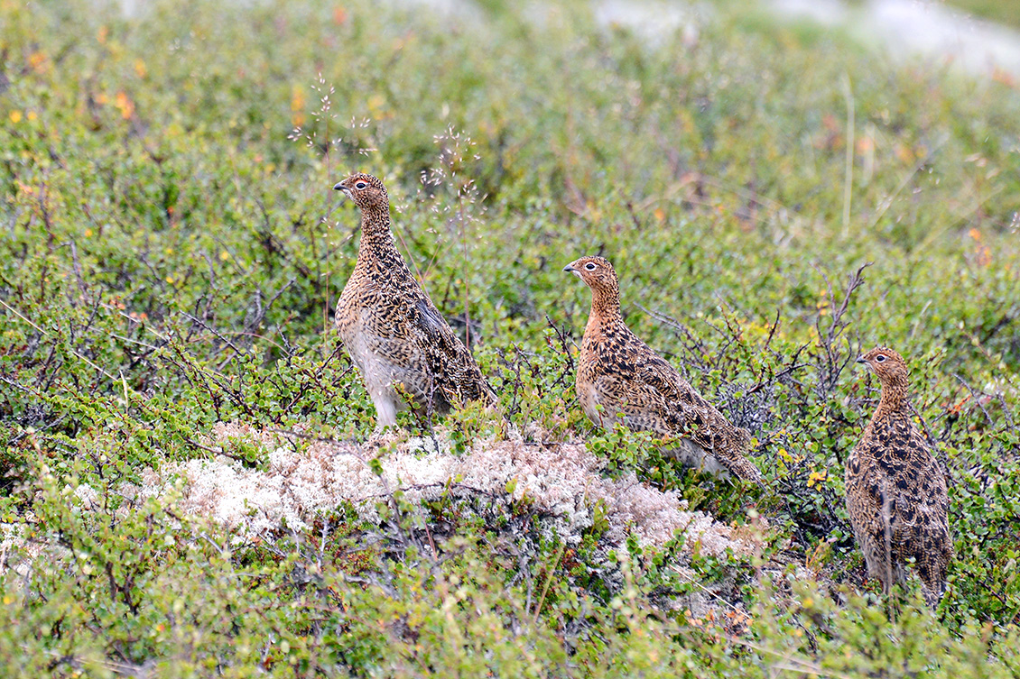 Alpensneeuwhoen (Lagopus muta) 7-2018 6560