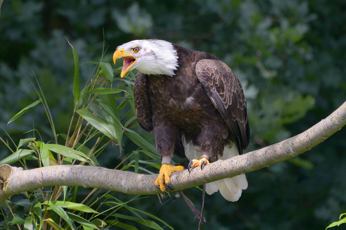 Amerikaanse zeearend (Haliaeetus leucocephalus) 6-2016 1102