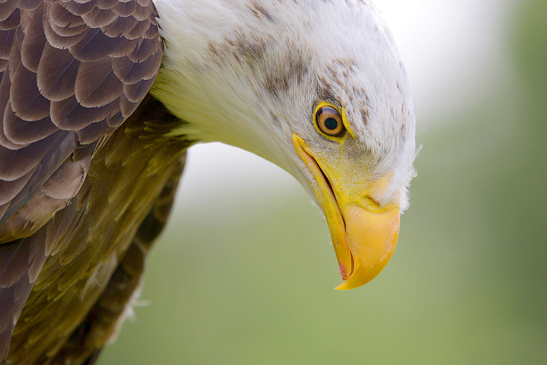 Amerikaanse zeearend (Haliaeetus leucocephalus) 6-2016 1141