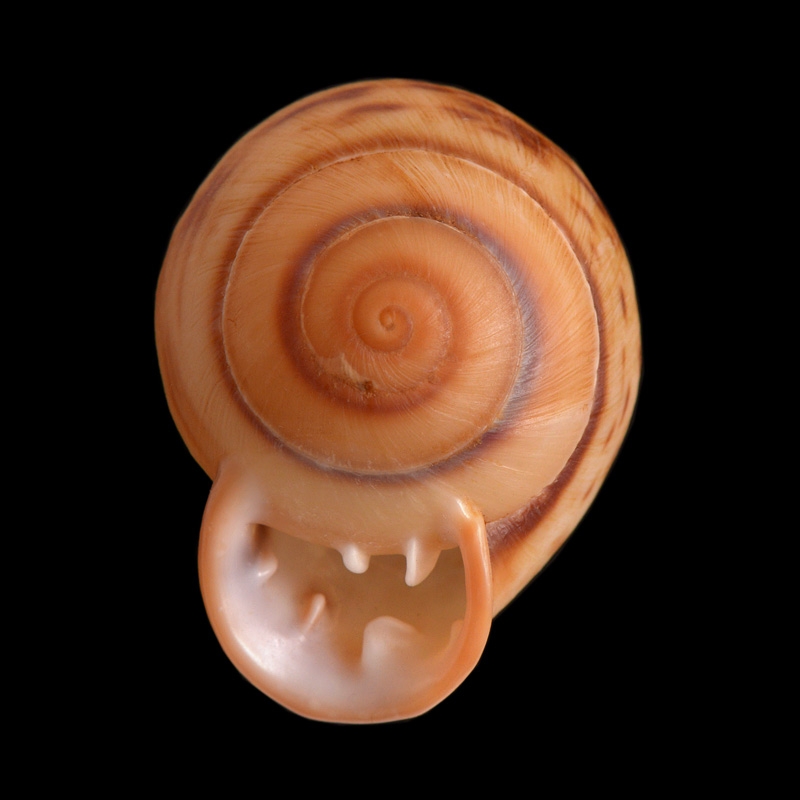 Anostoma depressum 5-2015 2405