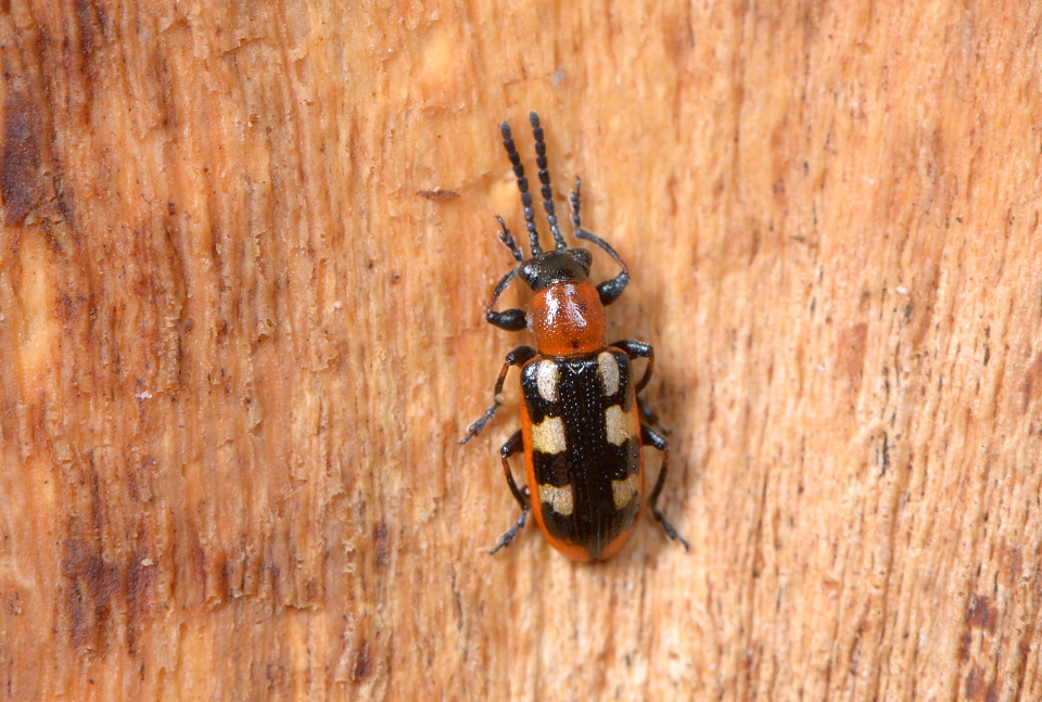 Aspergekever (Crioceris asparagi) 2-2015 1937