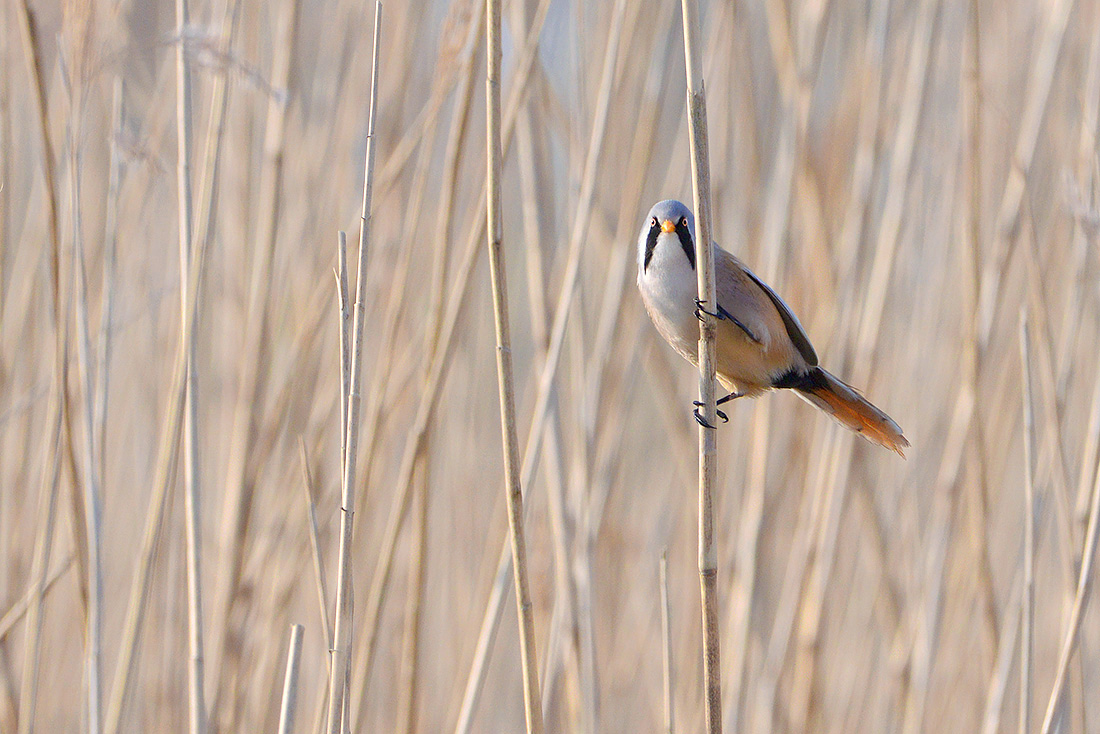 Baardmannetje (Panurus biarmicus) 3-2017 6158