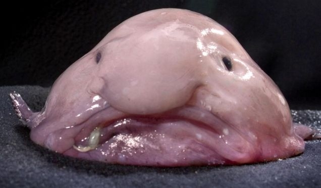 Blobfish