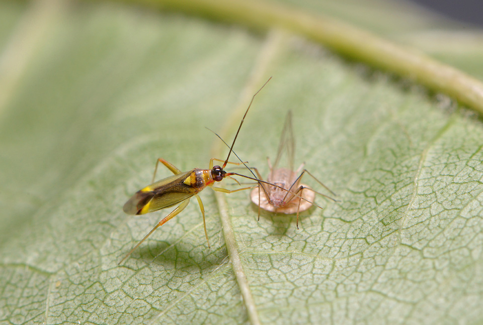 Bonte geelschild (Campyloneura virgula) 7-2015 2846