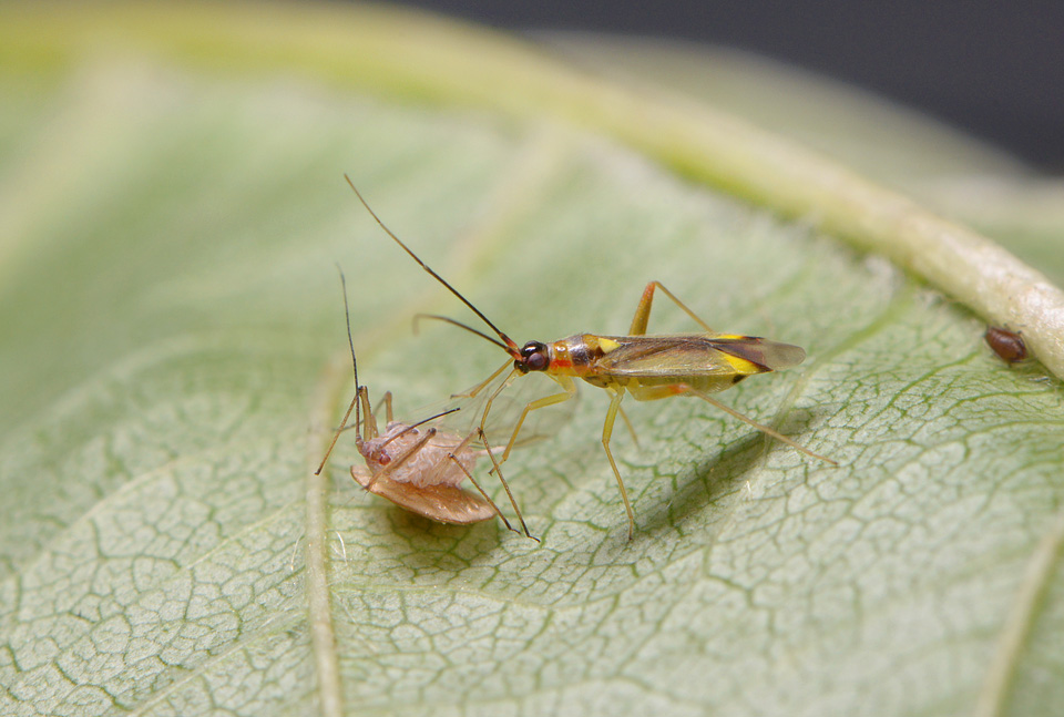 Bonte geelschild (Campyloneura virgula) 7-2015 2850