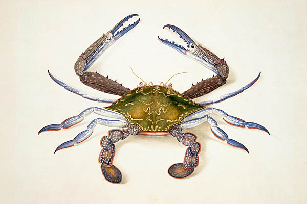 Crab Ferdinand Bauer
