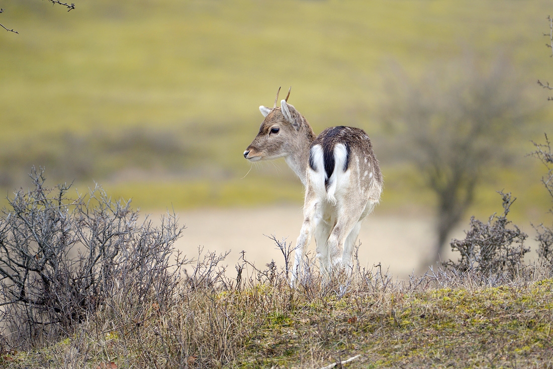 Damhert (Dama dama) 3-2016 5608