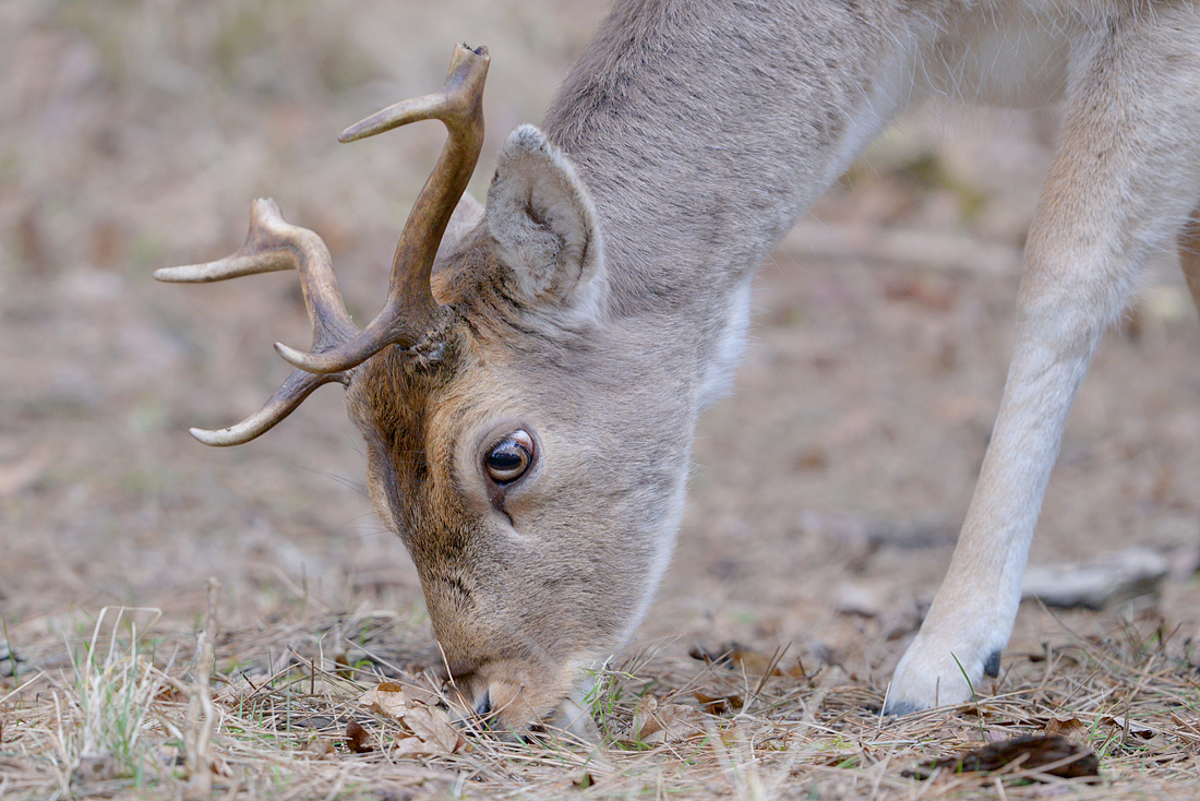 Damhert (Dama dama) 3-2016 5865