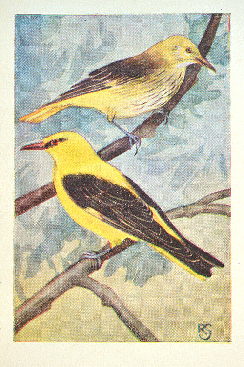 De Wielewaal