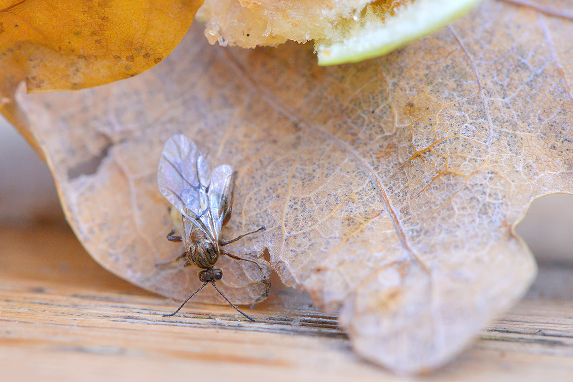 Eikengalwesp (Cynips quercusfolii) 10-2017 7373