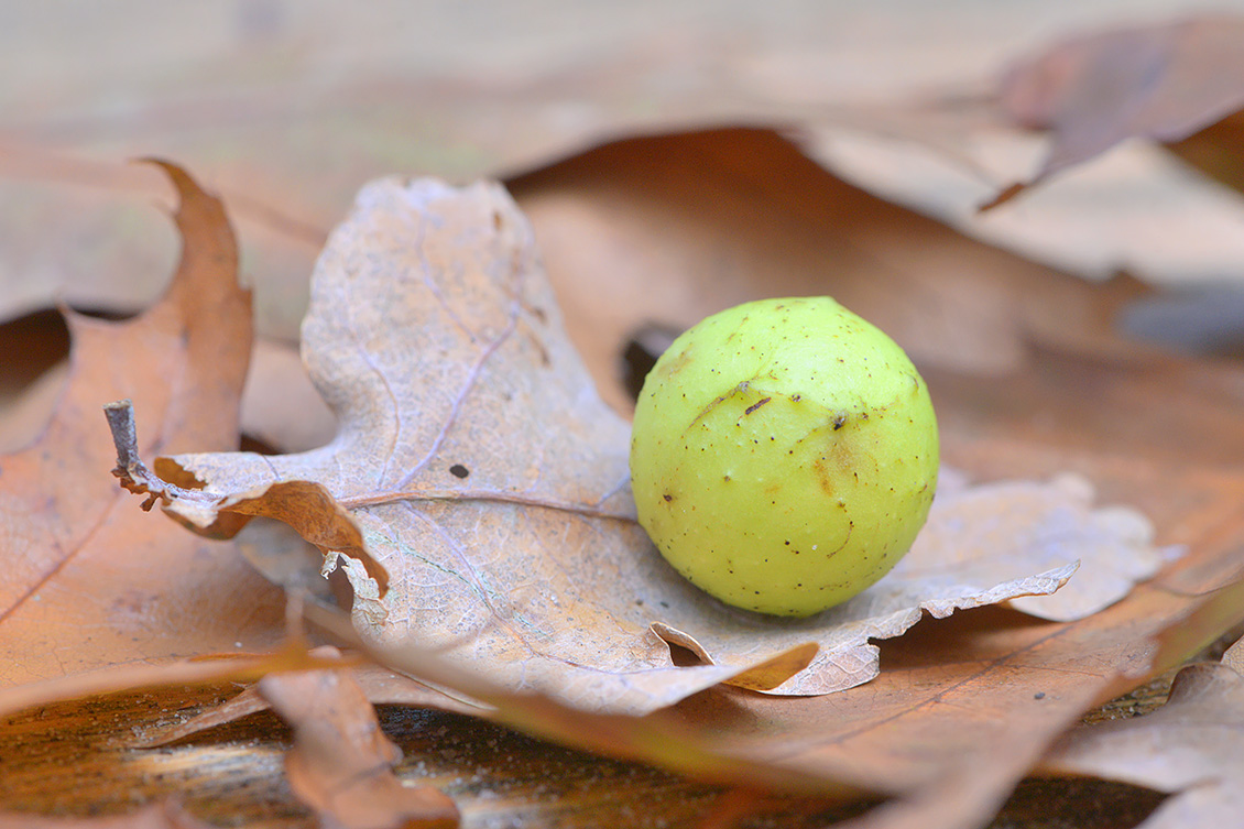 Eikengalwesp (Cynips quercusfolii) 10-2017 7463