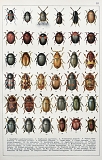 Fauna+Germanica+blz+12