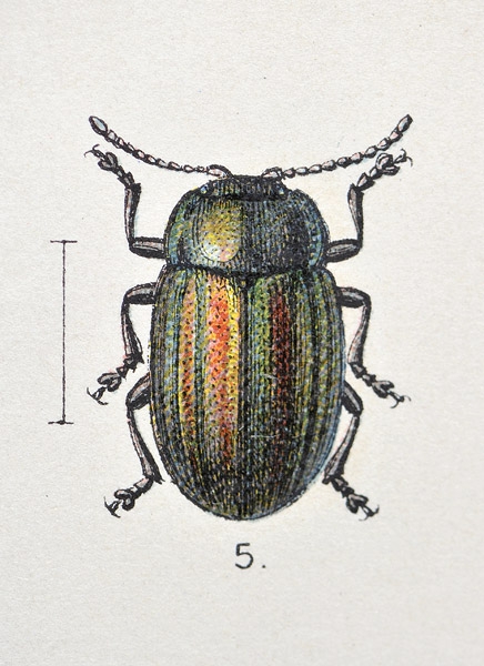 Fauna Germanica no. 5