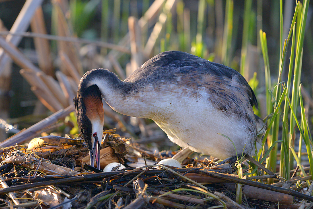 Fuut (Podiceps cristatus) 4-2017 7448