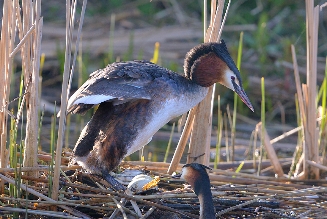 Fuut (Podiceps cristatus) 4-2017 7706