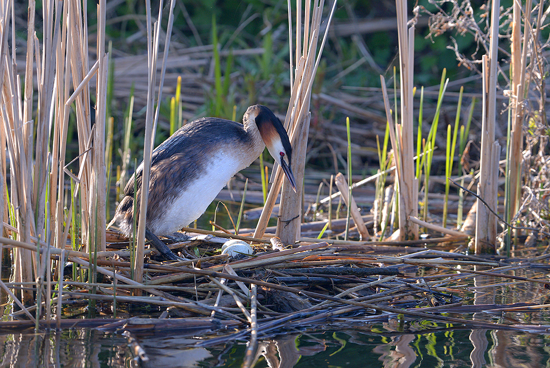 Fuut (Podiceps cristatus) 4-2017 7736