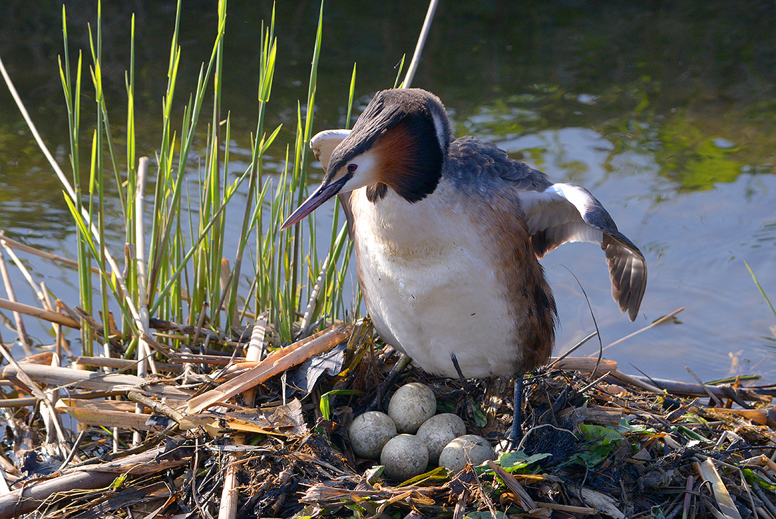 Fuut (Podiceps cristatus) 4-2017 7777