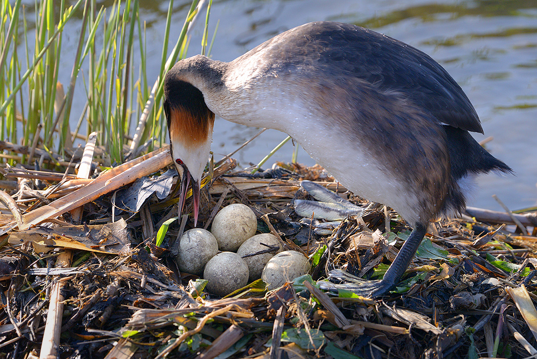 Fuut (Podiceps cristatus) 4-2017 7786