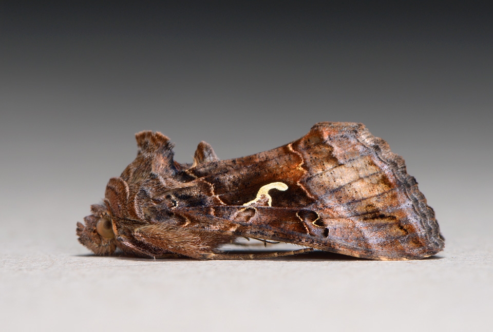 Gamma uil (Autographa gamma) 9-2014 0824-