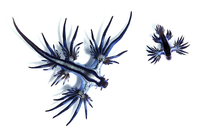 Glaucus atlanticus