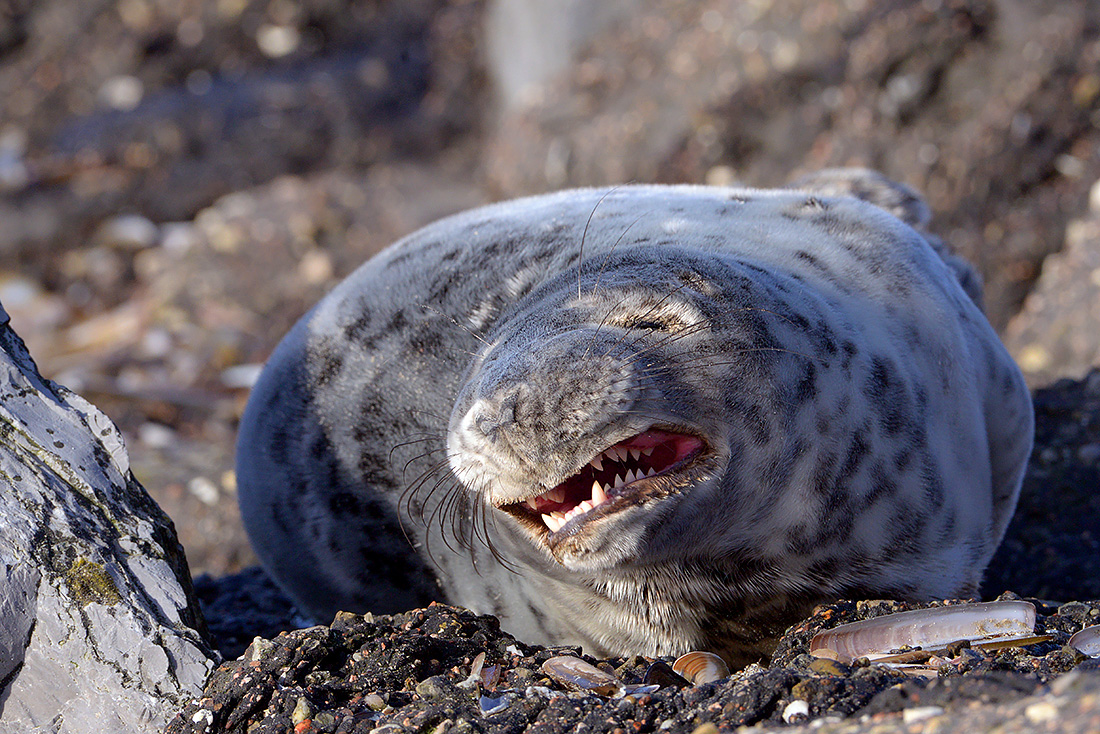 Grijze zeehonden  (Halichoerus prypus) 3-2017 5885