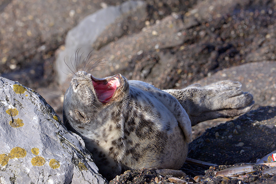 Grijze zeehonden  (Halichoerus prypus) 3-2017 5929
