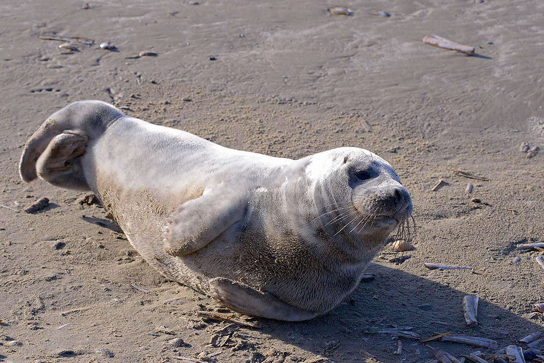 Grijze zeehonden  (Halichoerus prypus) 3-2017 5974