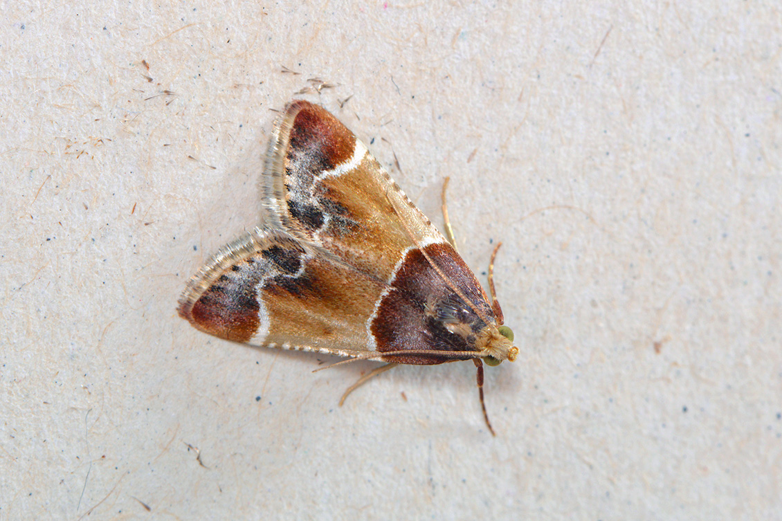 Grote meelmot (Pyralis farinalis) 10-2017 6650