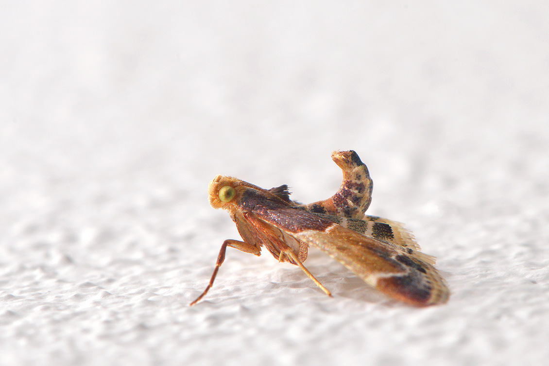 Grote meelmot (Pyralis farinalis) 10-2017 6690