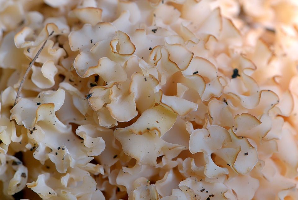 Grote sponszwam (Sparassis crispa) 10-2015 4165