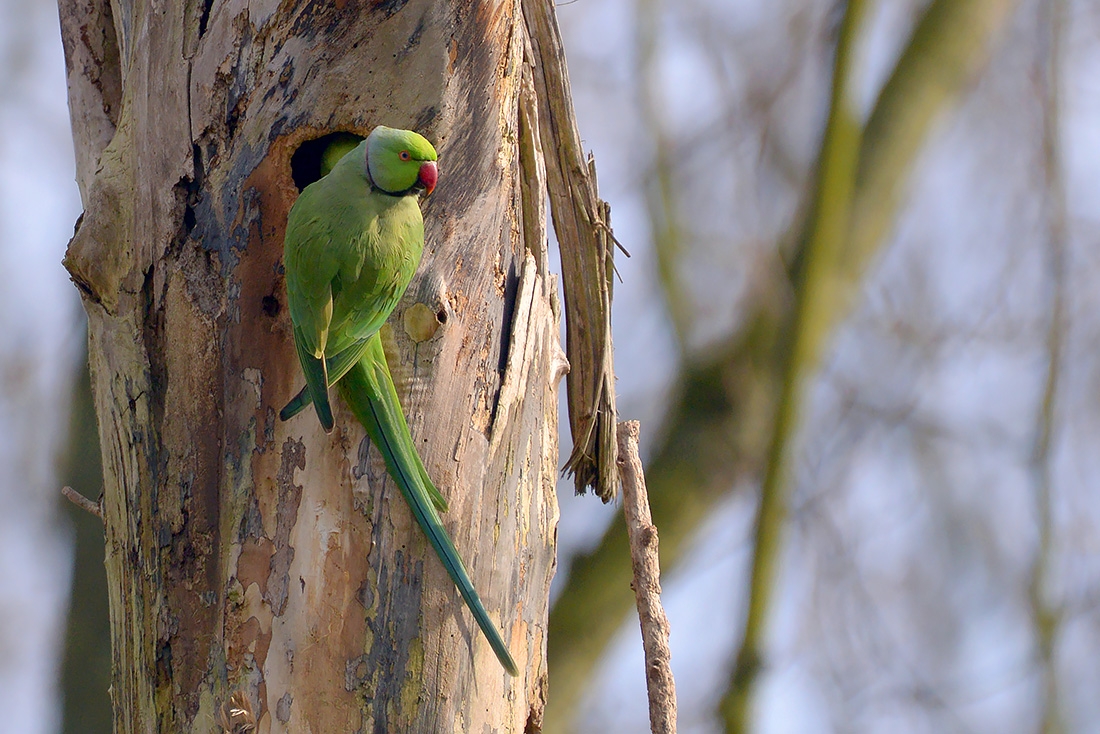 Halsbandparkiet (Psittacula krameri) 3-2017 6241