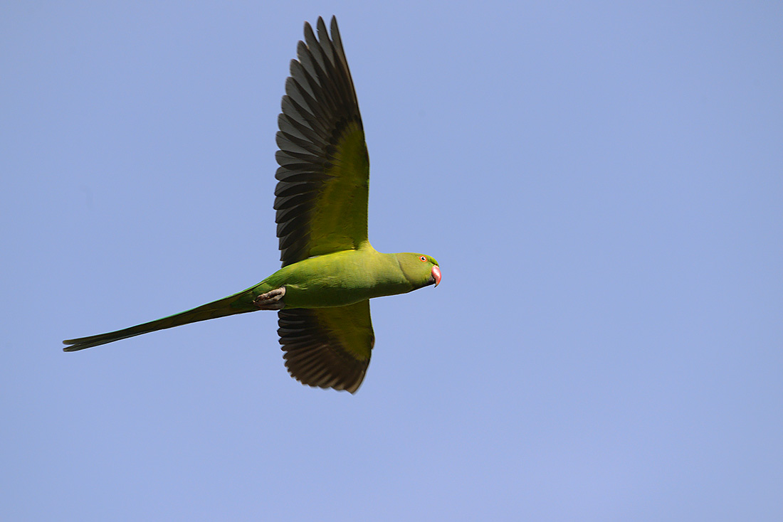 Halsbandparkiet (Psittacula krameri) 3-2017 6290