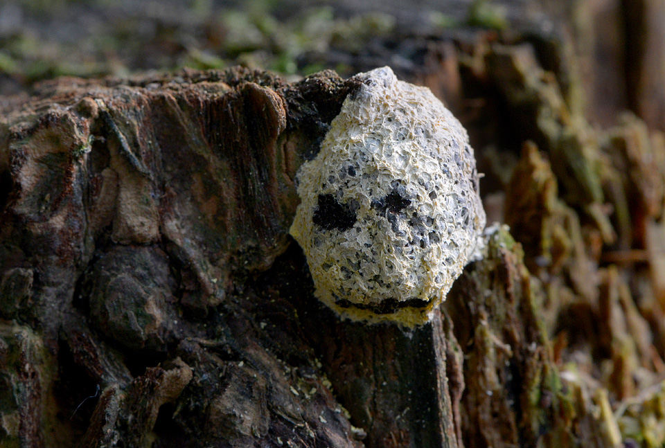 Heksenboter (Fuligo septica) 10-2015 4134