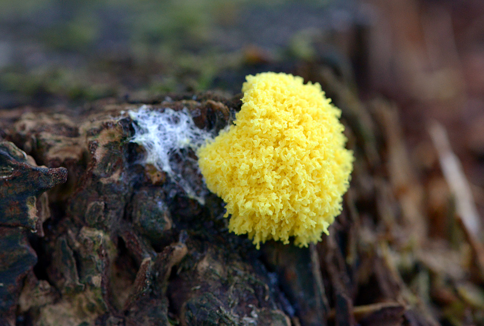 Heksenboter (Fuligo septica) 9-2015 3946