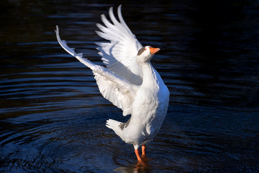 Huisgans (Anser anser domesticus) 1-2016 5289