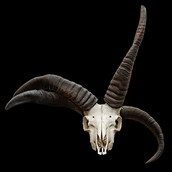 Jacob schaap 2-2013 3878