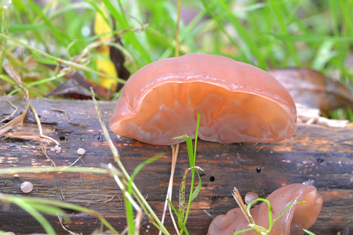 Judasoor (Auricularia auricularia-judae) 10-2017 7311