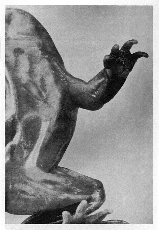 Kammerer_Geburtshelferkrote