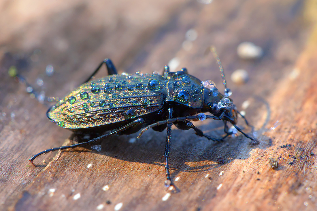 Kettingschalebijter (Carabus granulatus) 11-2016 3200