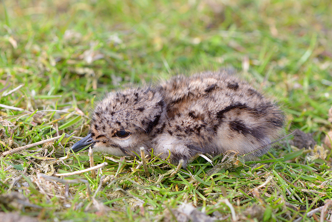 Kievit (Vanellus vanellus) 4-2017 0068