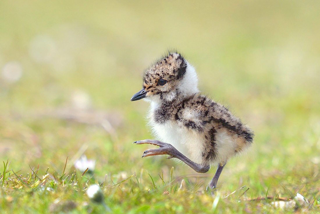 Kievit (Vanellus vanellus) 4-2017 0108