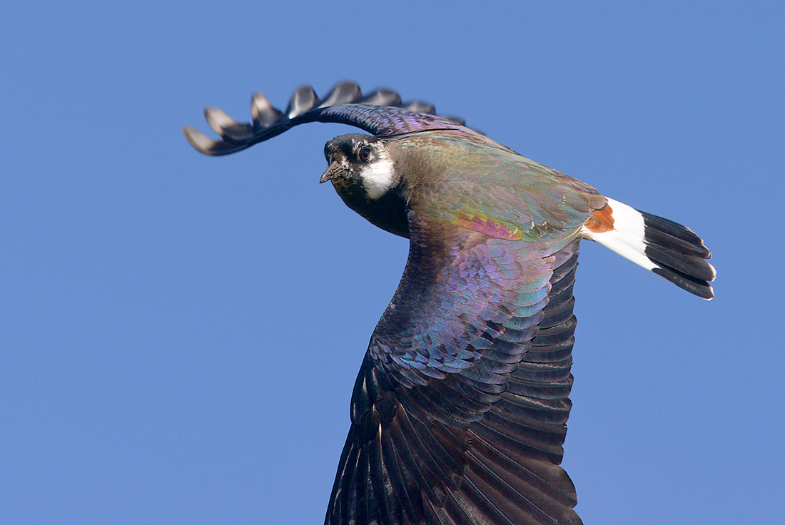 Kievit (Vanellus vanellus) 4-2017 8863