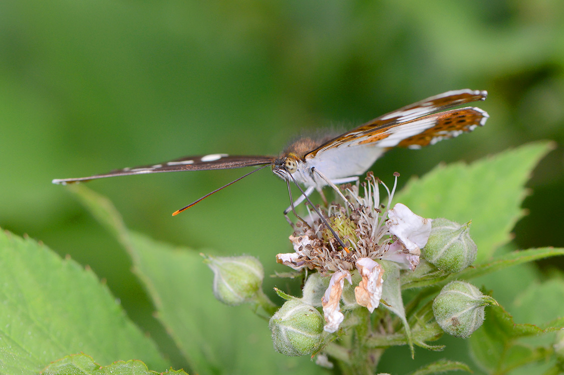 Kleine ijsvogelvlinder (Limenitis camilla) 6-2018 4014